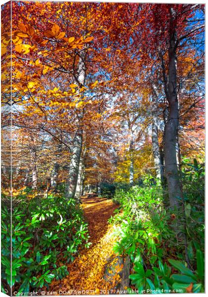 Autumn Colour burst Canvas Print by sam COATSWORTH
