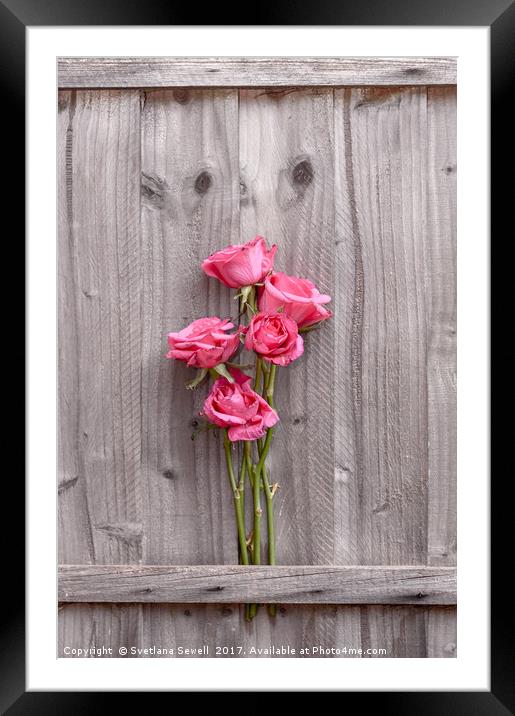 Pink Roses Framed Mounted Print by Svetlana Sewell