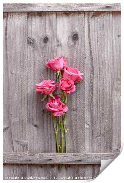 Pink Roses Print by Svetlana Sewell