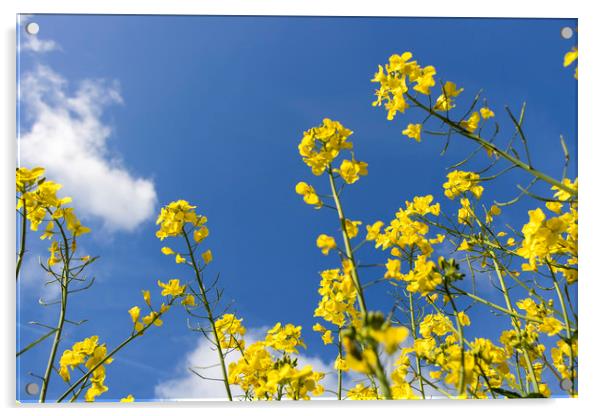 FIELDS OF YELLOW Acrylic by Kevin Elias