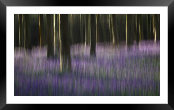 Bluebell Blur Framed Mounted Print by Sue MacCallum- Stewart