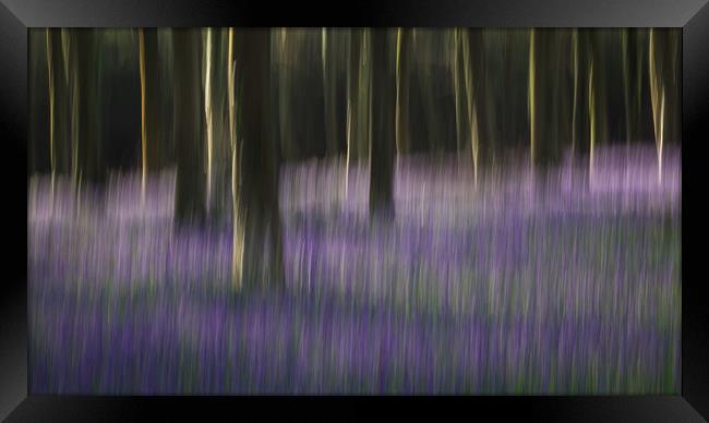 Bluebell Blur Framed Print by Sue MacCallum- Stewart