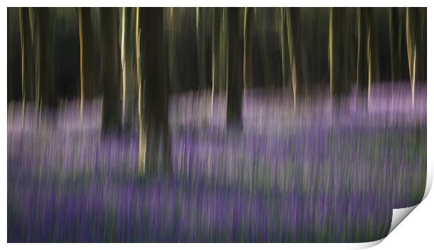Bluebell Blur Print by Sue MacCallum- Stewart