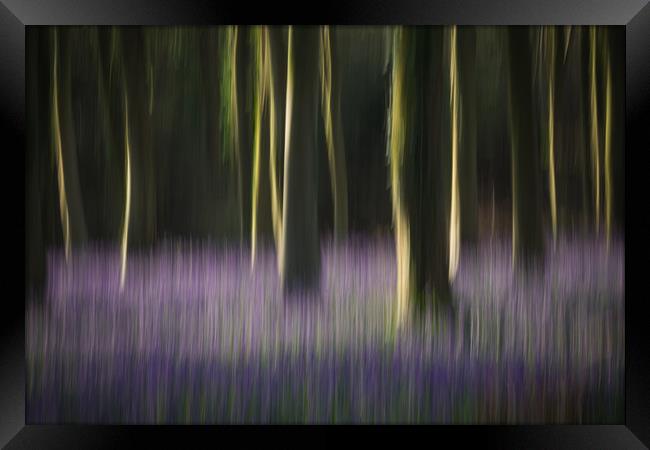 Woodland Blur Framed Print by Sue MacCallum- Stewart