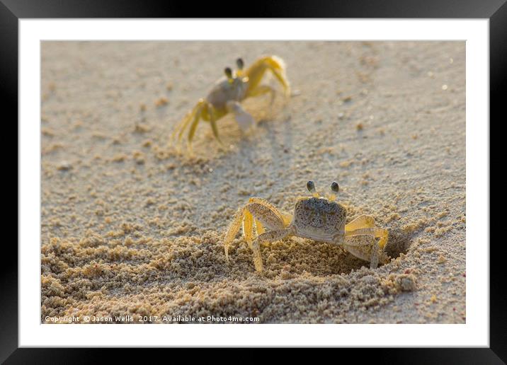 Ghost crab pair Framed Mounted Print by Jason Wells