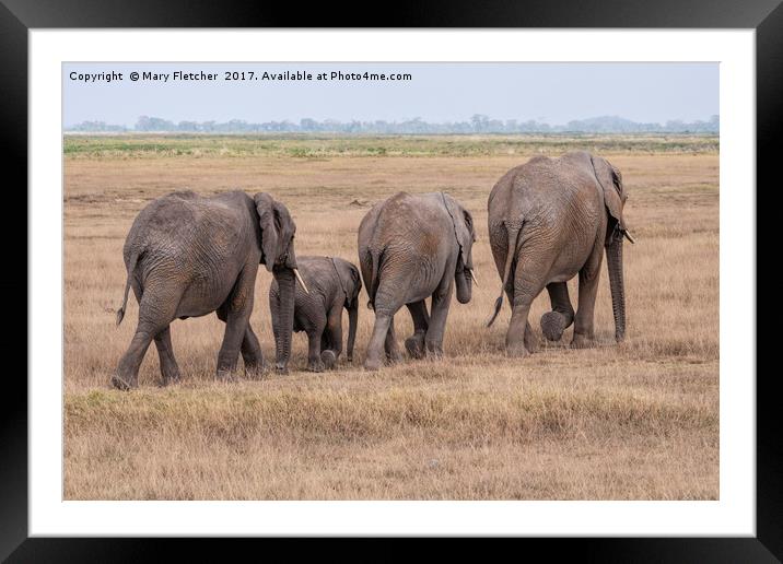 Elephant Exodus Framed Mounted Print by Mary Fletcher