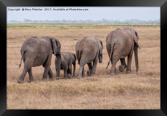 Elephant Exodus Framed Print by Mary Fletcher