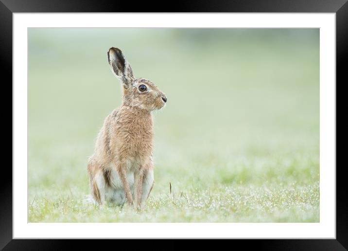 Hare today Framed Mounted Print by Philip Male