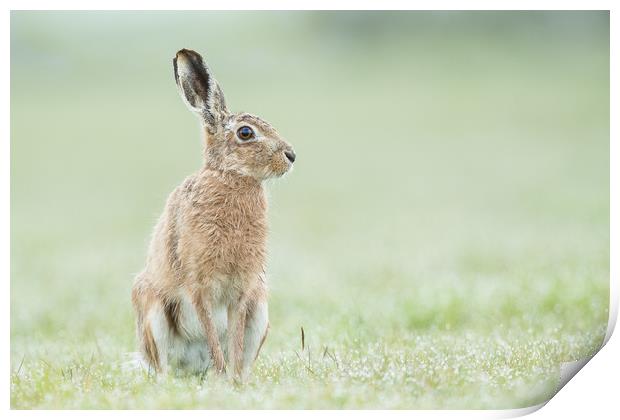 Hare today Print by Philip Male