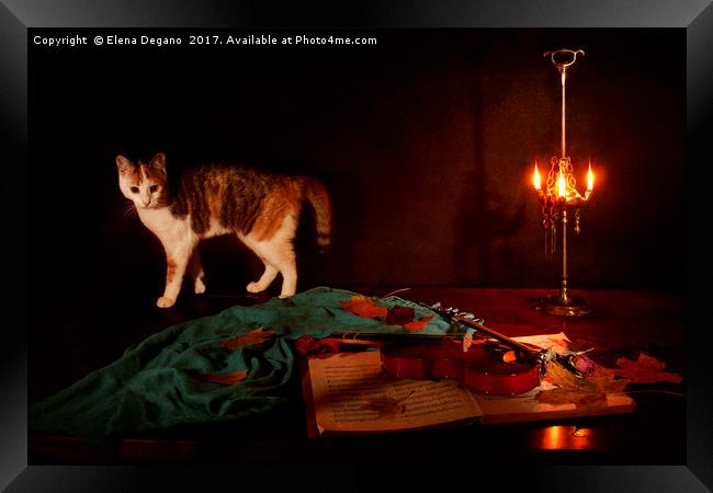 Nocturne for violin a cat Framed Print by Elena Degano
