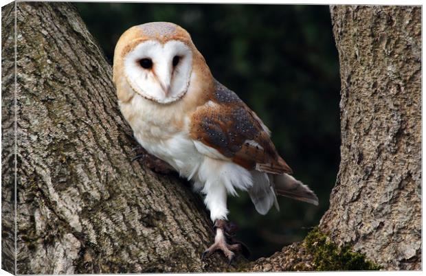 Barn owl on a tree Canvas Print by Piers Thompson