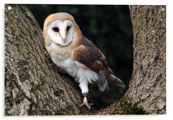 Barn owl on a tree Acrylic by Piers Thompson