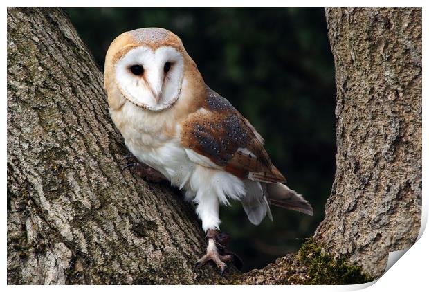 Barn owl on a tree Print by Piers Thompson