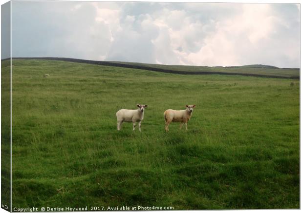Twin Sheep on a hillside Canvas Print by Denise Heywood