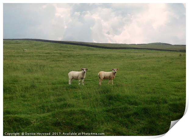Twin Sheep on a hillside Print by Denise Heywood
