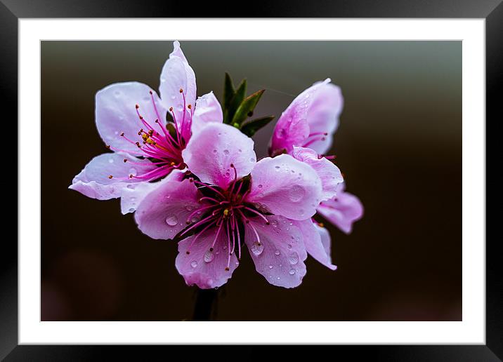 Beauty of Nature Peach flower Framed Mounted Print by Ambir Tolang