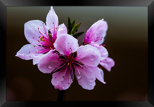 Beauty of Nature Peach flower Framed Print by Ambir Tolang