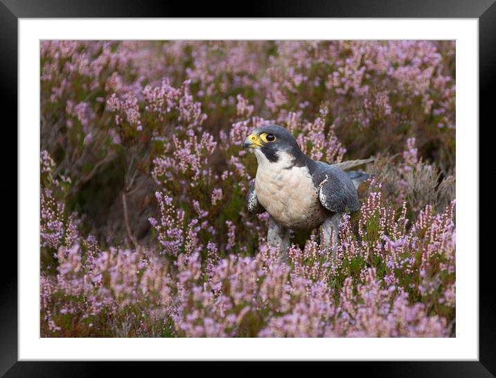 Peregrine Falcon in heather Framed Mounted Print by Iain Leadley