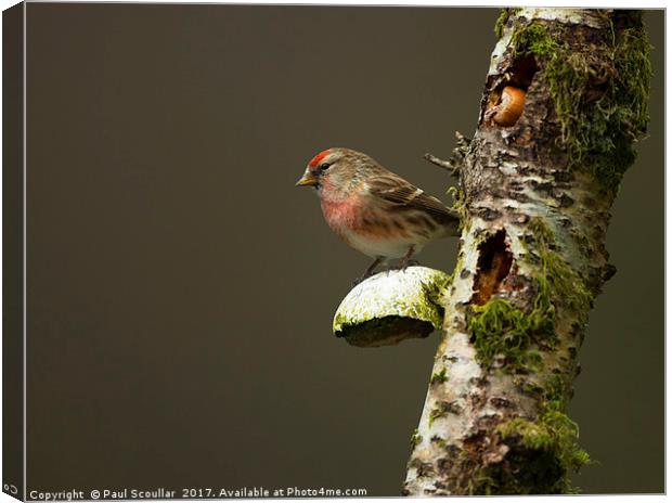Redpoll(Carduelis cabaret) Canvas Print by Paul Scoullar