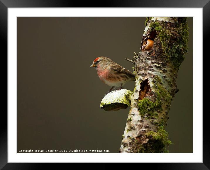 Redpoll(Carduelis cabaret) Framed Mounted Print by Paul Scoullar
