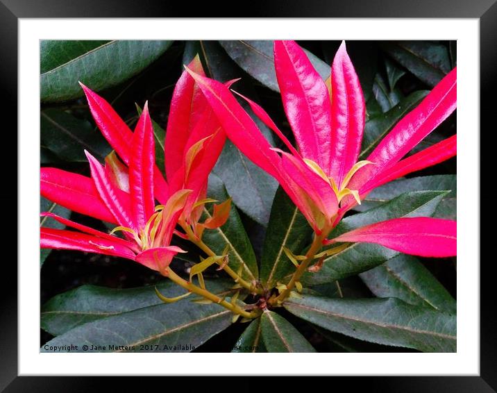 Pieris " Flaming Silver " Framed Mounted Print by Jane Metters