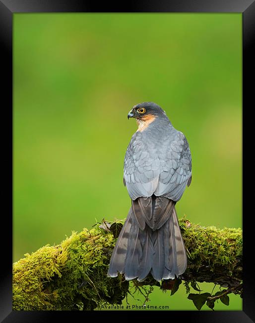 Sparrowhawk Framed Print by Paul Scoullar
