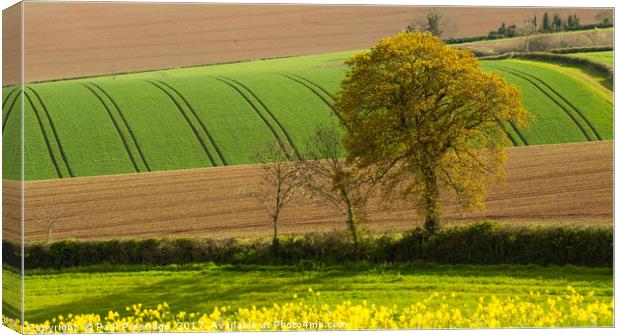 Devon Landscape near Exeter Canvas Print by Paul F Prestidge