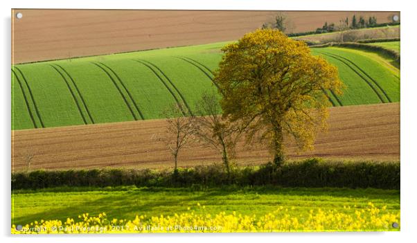 Devon Landscape near Exeter Acrylic by Paul F Prestidge