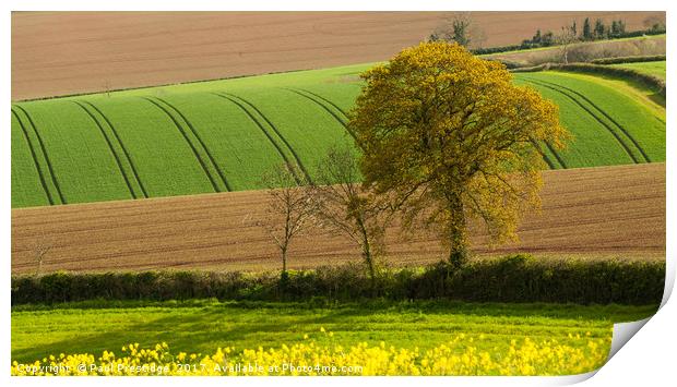 Devon Landscape near Exeter Print by Paul F Prestidge