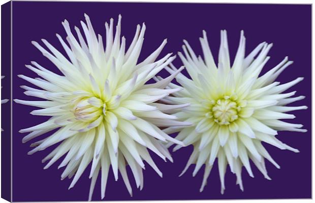 Dhalia Duo Canvas Print by Elaine Young