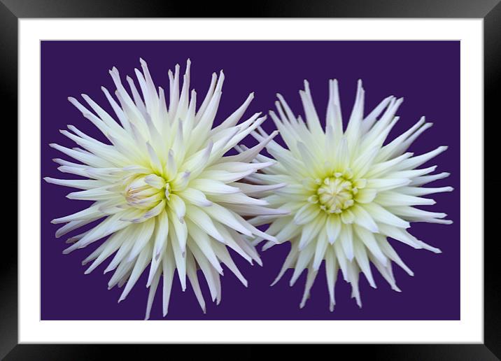 Dhalia Duo Framed Mounted Print by Elaine Young