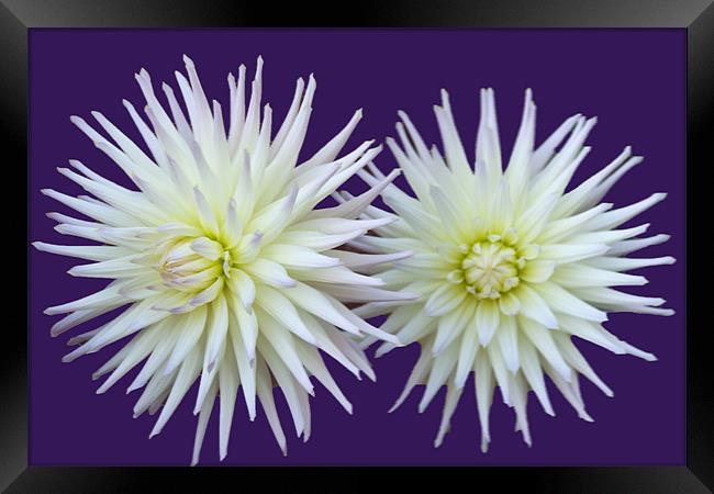 Dhalia Duo Framed Print by Elaine Young
