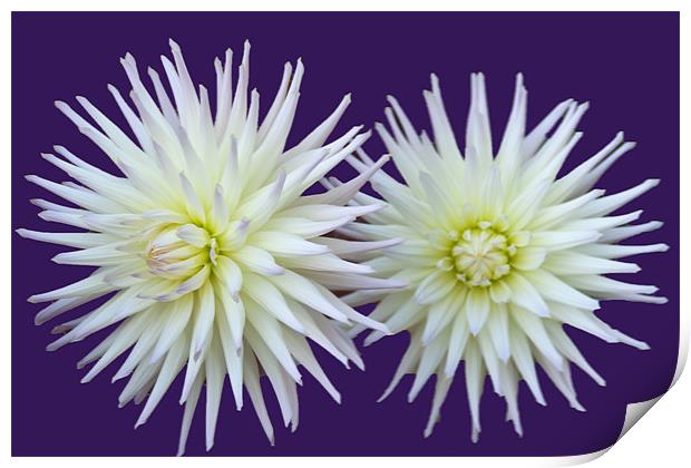Dhalia Duo Print by Elaine Young