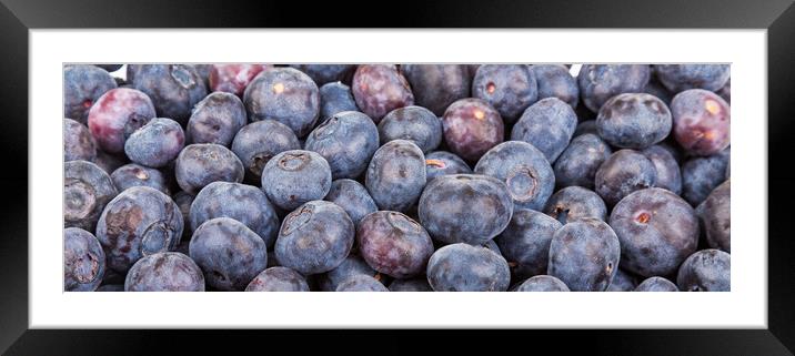 Closeup Blueberries Horizontal Framed Mounted Print by Darryl Brooks