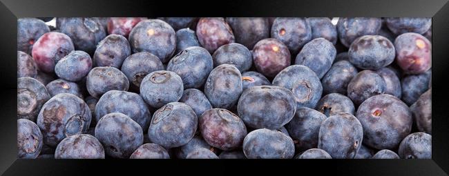 Closeup Blueberries Horizontal Framed Print by Darryl Brooks