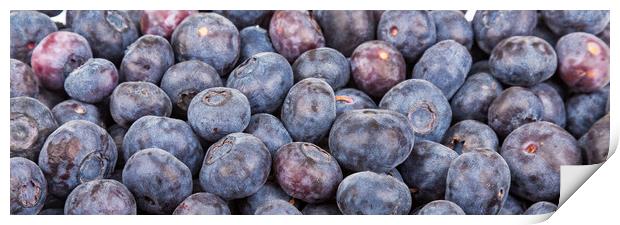 Closeup Blueberries Horizontal Print by Darryl Brooks