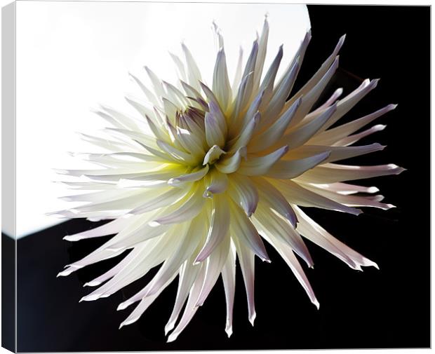 Dhalia light and dark Canvas Print by Elaine Young