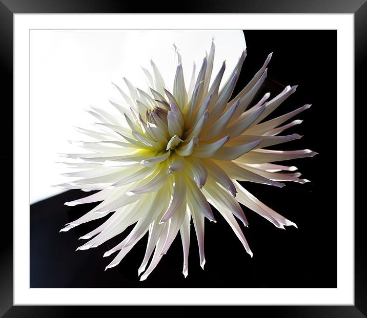 Dhalia light and dark Framed Mounted Print by Elaine Young