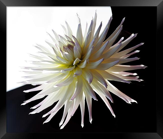 Dhalia light and dark Framed Print by Elaine Young