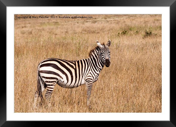 Lone Zebra Framed Mounted Print by Mary Fletcher