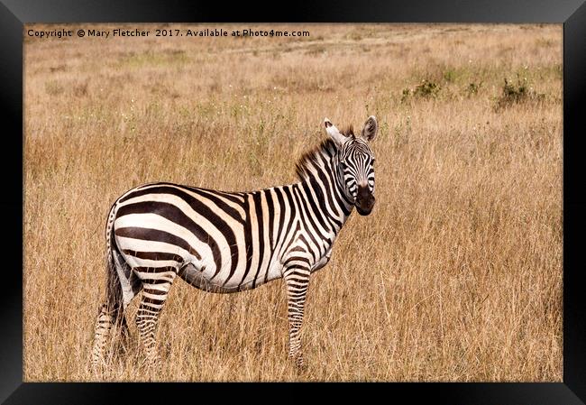 Lone Zebra Framed Print by Mary Fletcher