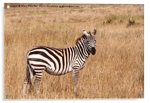 Lone Zebra Acrylic by Mary Fletcher