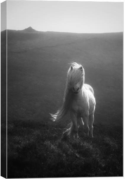 Wild Pony In The Brecon Beacons  Canvas Print by Simon Rees