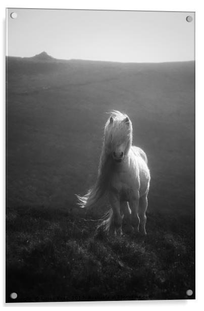Wild Pony In The Brecon Beacons  Acrylic by Simon Rees