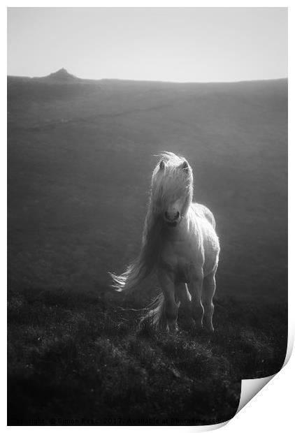 Wild Pony In The Brecon Beacons  Print by Simon Rees