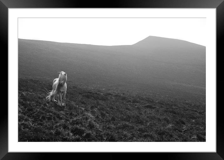 A Wild Pony In The Brecon Beacons  Framed Mounted Print by Simon Rees