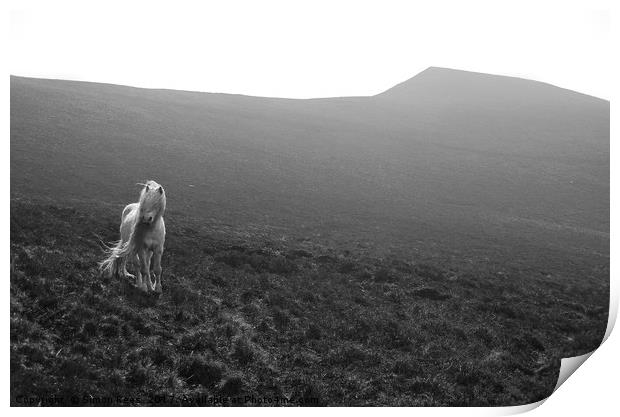 A Wild Pony In The Brecon Beacons  Print by Simon Rees