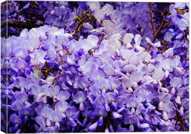 Wisteria Canvas Print by Jane Metters