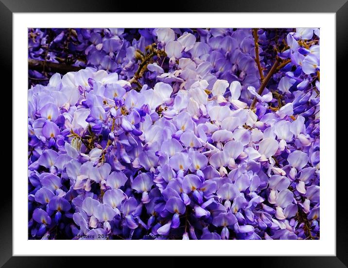 Wisteria Framed Mounted Print by Jane Metters