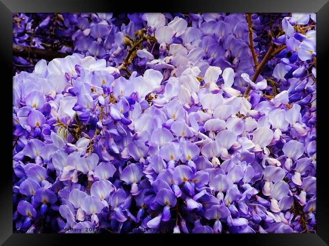 Wisteria Framed Print by Jane Metters
